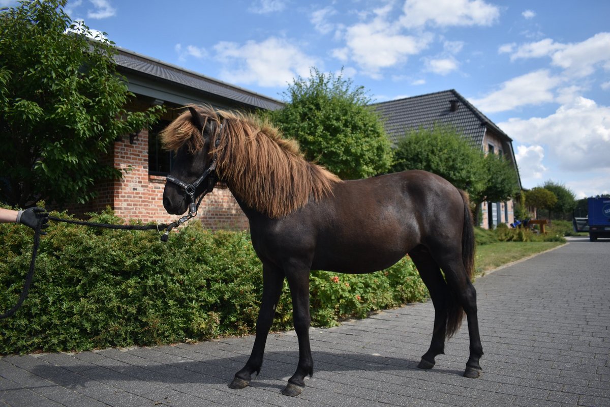 Dynur frá Kvistum Gestüt Schloßberg