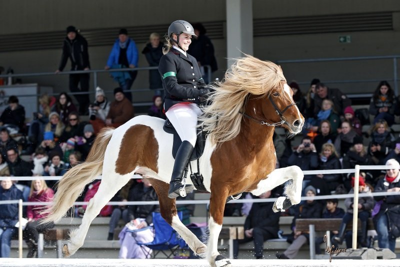 IceHorse: Lisa und Vörður sind Europameister: Gestüt Schloßberg