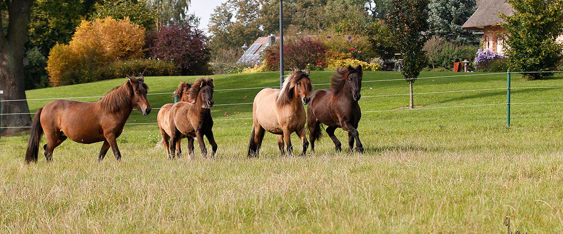 Island-Pferde auf Gestüt Schloßberg